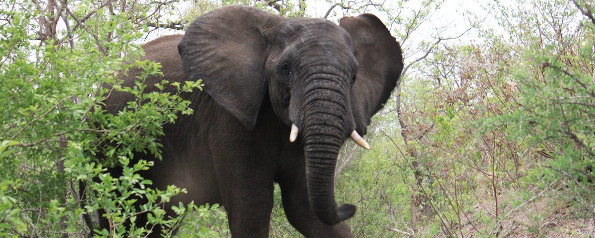 Conservation and Ecotourism Certificate